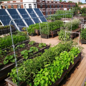 Rooftop Mini Gardens-2