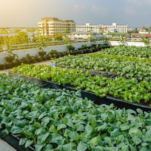 Rooftop-Mini-Gardens-003