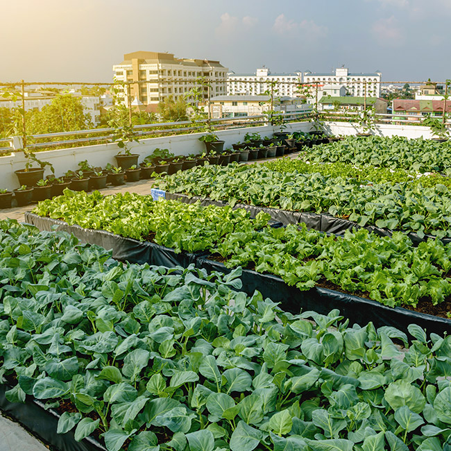 Rooftop-Mini-Gardens-003